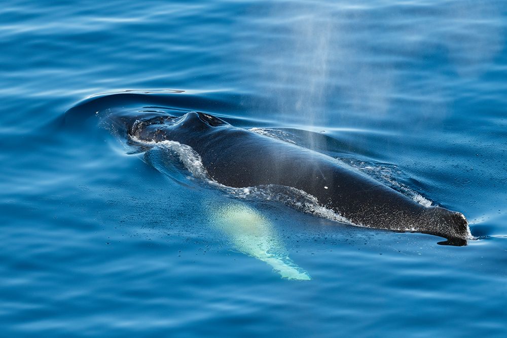 Antarctica-Weddell Sea-Gustav Channel. Humpback whale in clear ocean